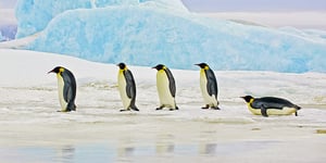 Pingouins qui marchent sur la banquise avec un pingouin sur le ventre