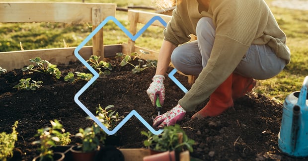 woman gardening in a raised garden bed, planting vegetables in spring, wearing gardening gloves and red rubber boots