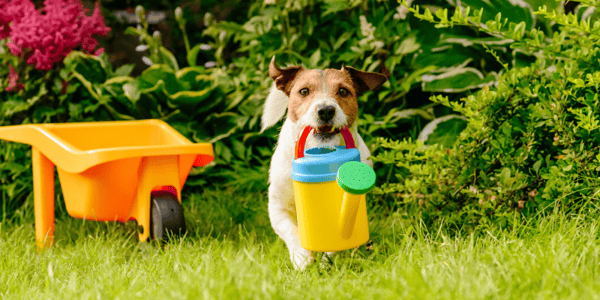 Chien qui tient arrosoir dans sa bouche