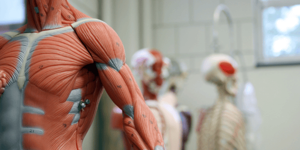 modèle du corps humain avec muscles