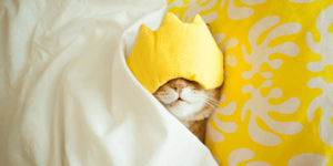 Chat sous les couvertures avec un masque sur les yeux